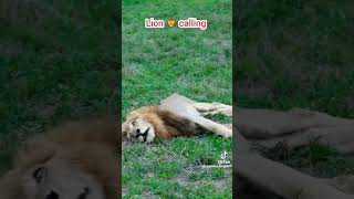 Lion calling 🦁Super GOOGLE: Top 12 Advanced Search Techniques