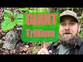 Nature Walk Wednesday | Ep.1 | Giant Trilliam