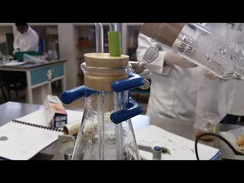 Video: ¿Por qué se utiliza la destilación al vapor para aislar el eugenol del clavo?