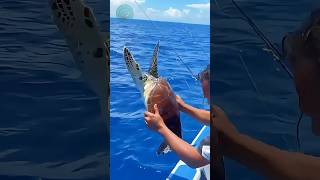 P9 Sea Turtle Rescue Shelly And Blue Freed From Ocean Waste lovestory animalrescue animals