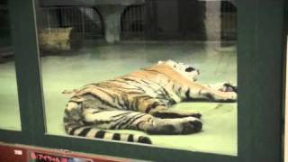 リングとアイのクリスマス(円山動物園 アムールトラ)
