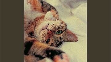 Pulsating Relaxing Cats