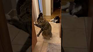 Cat Scratching a Wooden Surface Using Both Hands