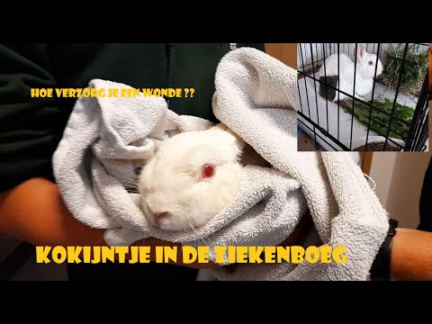 Konijn in de ziekenboeg !! Grote wonde verzorgen ....