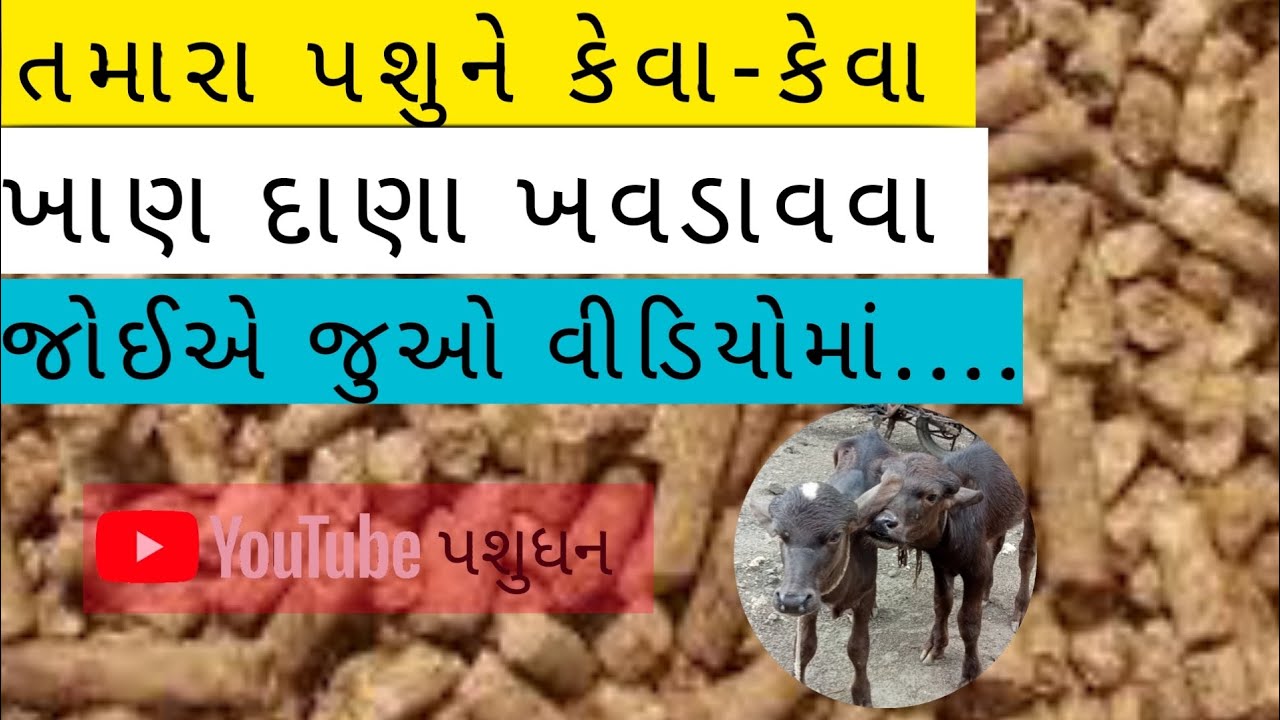 તમારા પશુને કેવાં-કેવા ખાણ દાણા ખવડાવવા જોઈએ જુઓ વીડિયોમાં....
