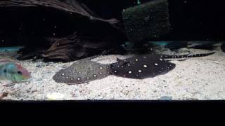 Potamotrygon Motoro X Leopoldi, Petenia Splendida