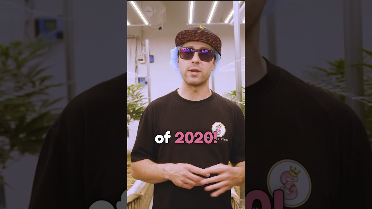 Old school strains VS. New school strains. What do you prefer?