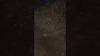 We Found a Buried 200-Year-Old Brick Sidewalk in Our Backyard