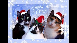 Bon Voyage Emily & Her Kittens