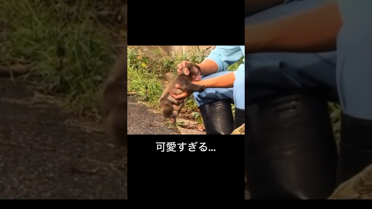 パンチくんは飼育員さんを親だと思っています🥰Punch thinks of his zookeeper as his parent #monkey #市川市動植物園