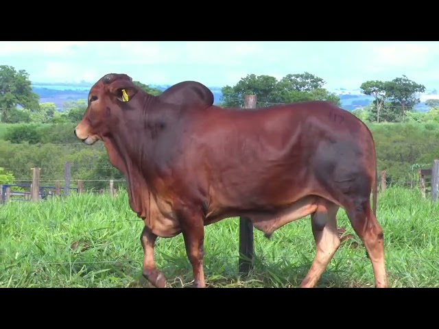 Lote 117 - 18º Leilão Fazenda Fortaleza