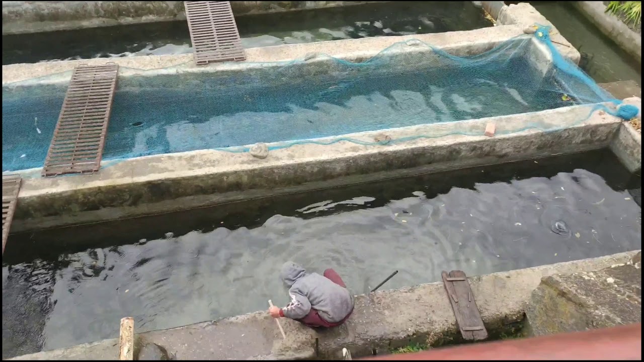 Himalayan Trout fish farm part 2 / inside view of himalayan fish farm YouTube