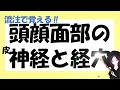 頭顔面部の神経と経穴【鍼灸国家試験対策】