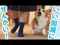 忘れ物が多い中学生にブチギレ！お母さんタイプのコーギー犬