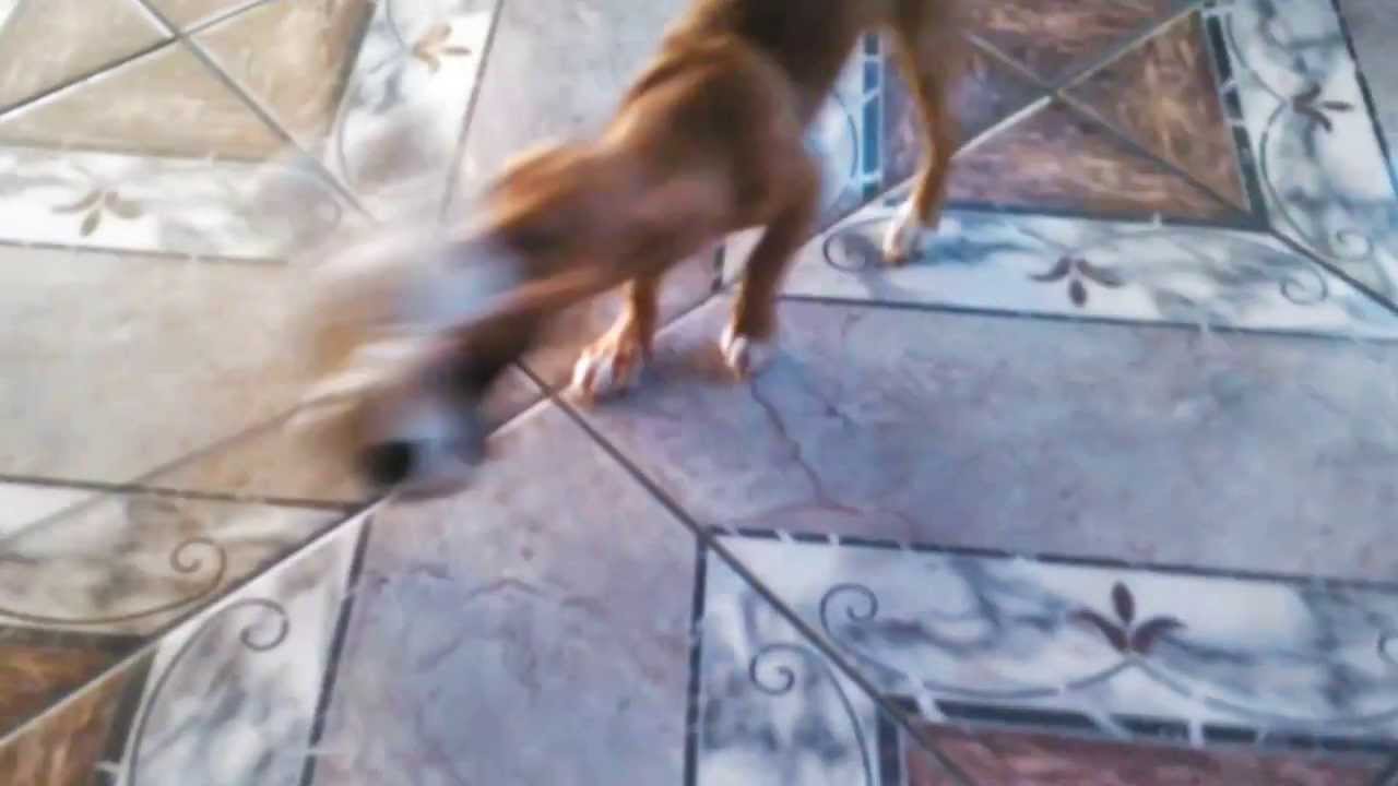 camera iphone 8 plus apk Mi perrita!!!