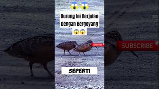 Ini KEUNIKAN Berjalan BURUNG BERKIK #duniafakta #shorts