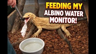 SUPER DWARF BOA BREEDING SEASON UPDATE