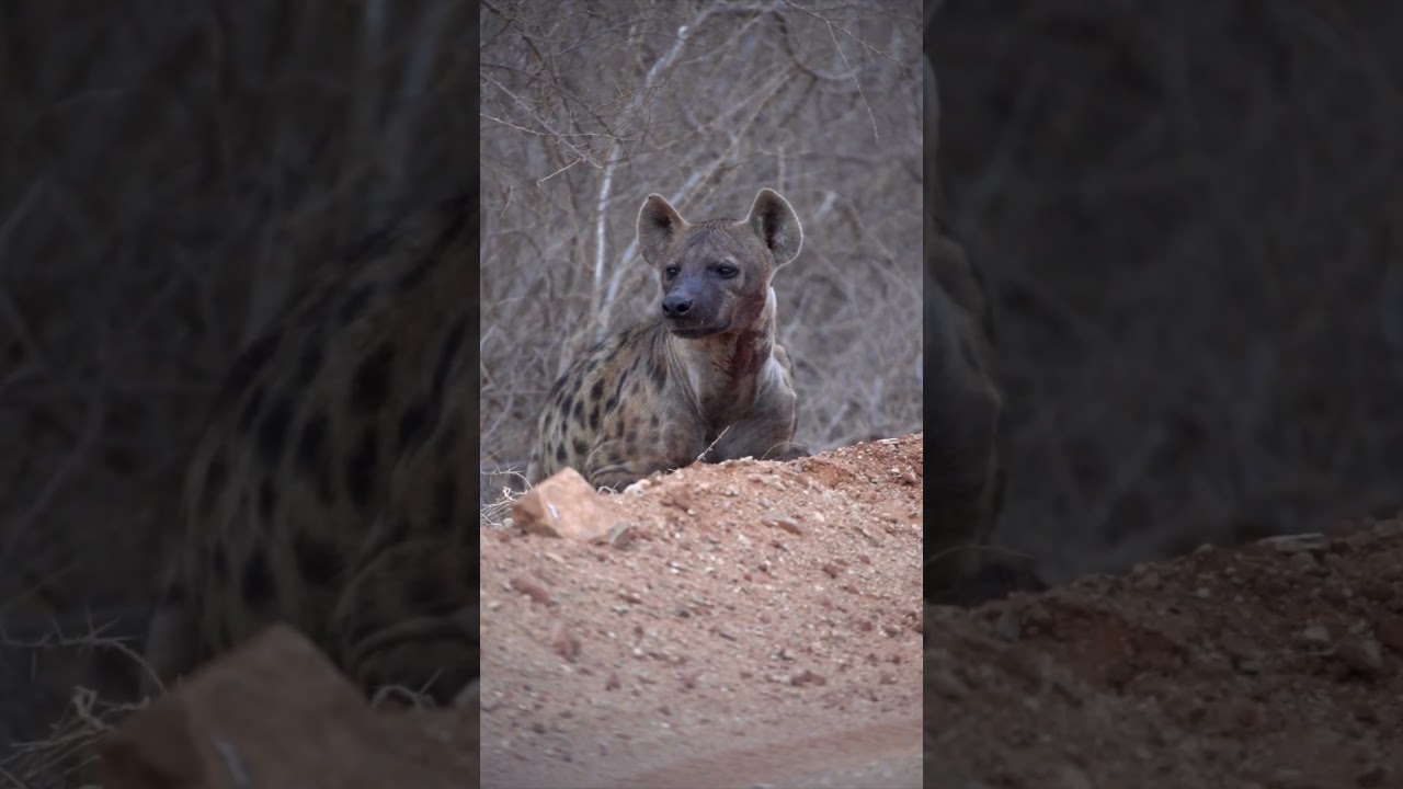 Hyena Stalks Its Prey By The Stream