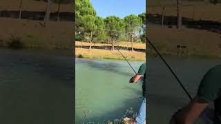 Canna da pesca a feeder , marca Map modello parabolix black edition 12 piedi fiume lago