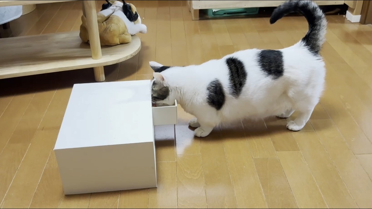 There's not a moment of peace with a cat trying to sneak a snack