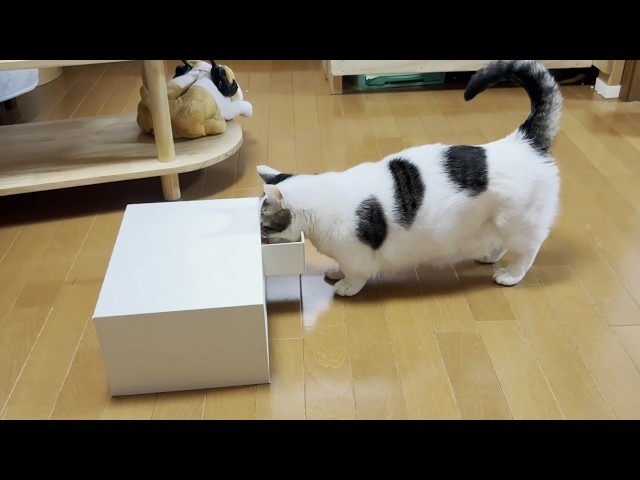ネコ There's not a moment of peace with a cat trying to sneak a snack
