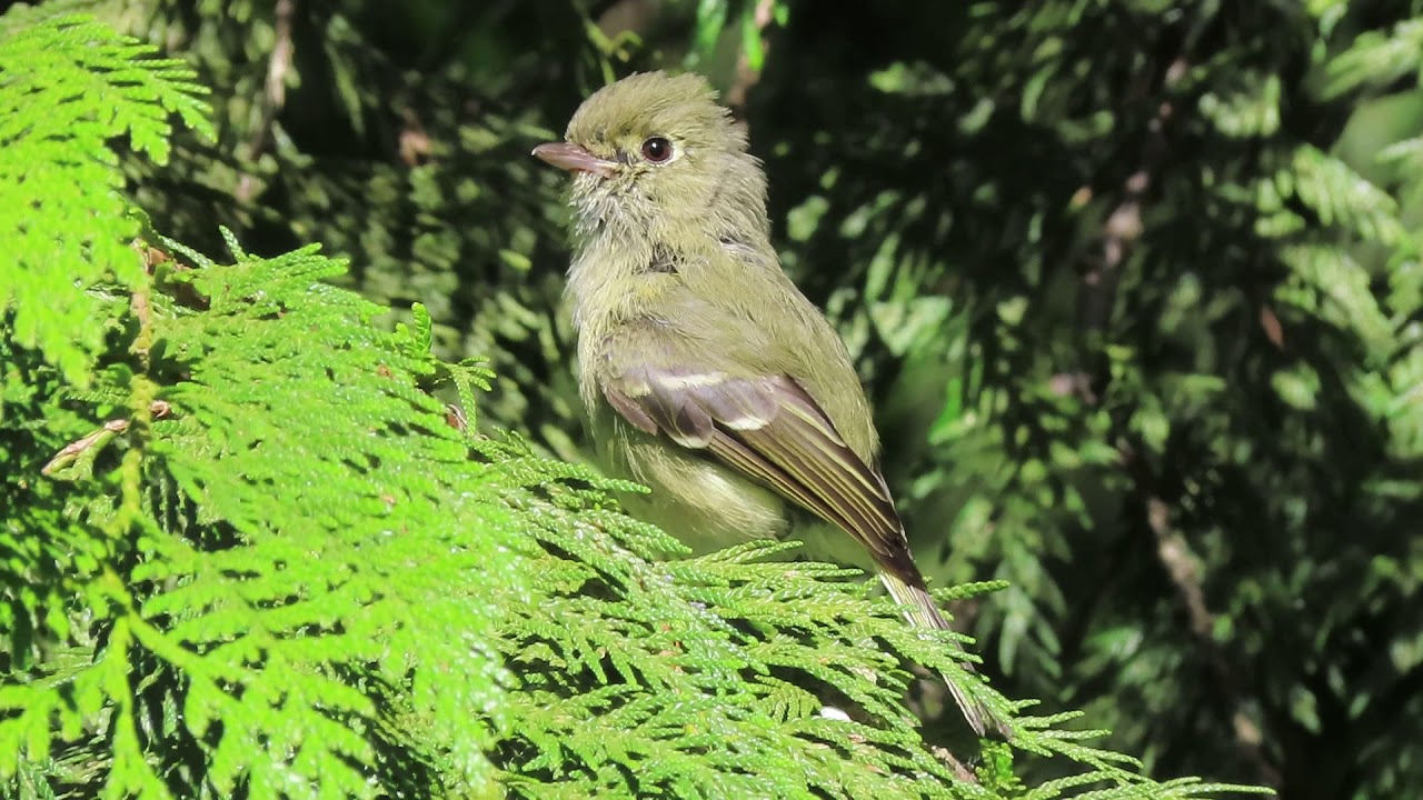 Hutton's Vireo スナイロモズモドキ（juvenile 幼鳥） 