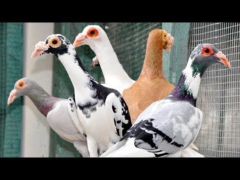 Video: Paano Alam Ng Carrier Pigeons Kung Saan Lumilipad?