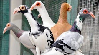 Popular Videos English Carrier Pigeon Youtube
