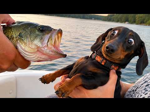 The Best Funny Cats And Dogs Videos 😂 | Impossible Not To Laugh At These Pets 😹🐶🤣