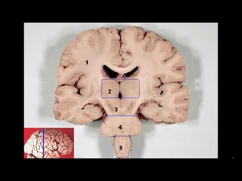 Моторын үйл ажиллагааны эмгэг 1-р хэсэг