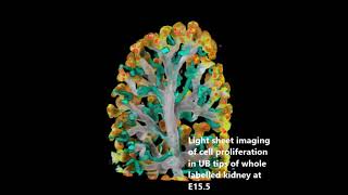 Branching morphogenesis in the developing kidney is not impacted by nephron formation or integration