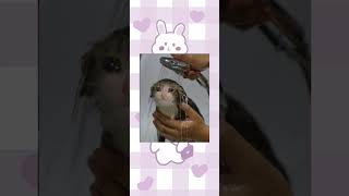 bagi² PP  meme random #shorts #viral#memes #lucu #pp