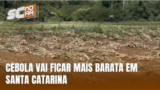 Preço Da Cebola Deve Cair Em 2026 Após Safra Histórica Em Ituporanga