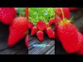 Ditch the Chemicals: Let Companion Planting Fight Your Pests for You. #gardeningadvice