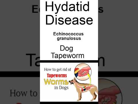 Video: Whipworms bij honden