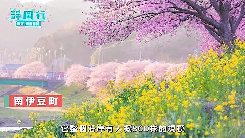 日本本州最早開的櫻花在哪裡?!伊豆半島賞櫻之旅【春遊，爛漫靜岡EP01】 - 天天要聞