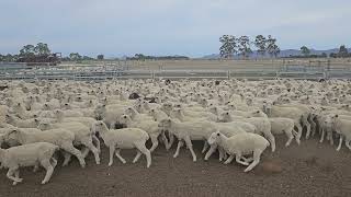 Paraway Pastoral Co Composite Lambs A 18.2.2025