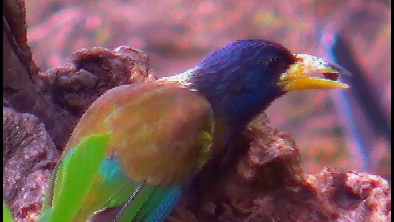 Great Barbet Bird 