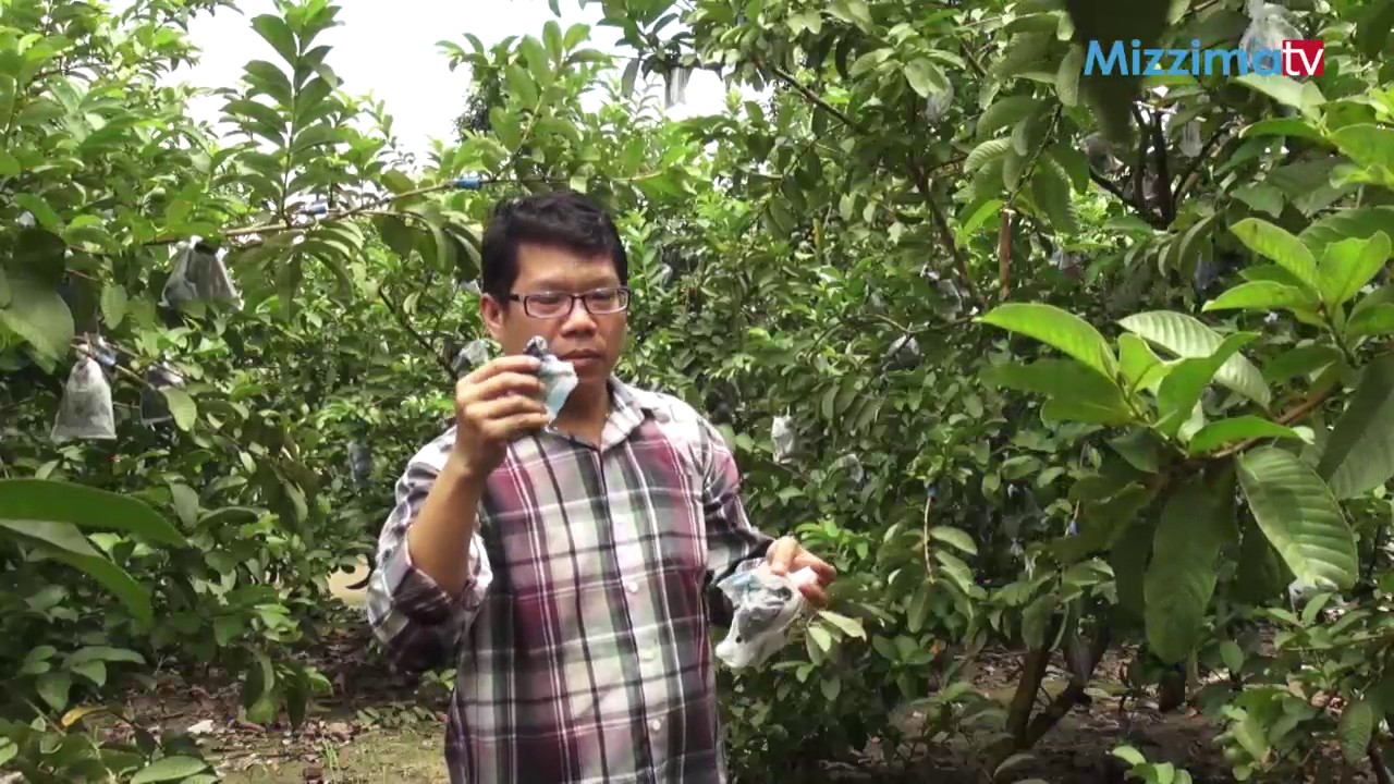 မာလကာသီး စုိက္ပ်ိဳးထုတ္လုပ္ျခင္း