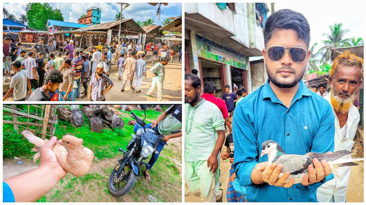 কবুতর বাজারে হারিয়ে যাওয়া এবং চুরি করা কবুতর পেলাম 😮