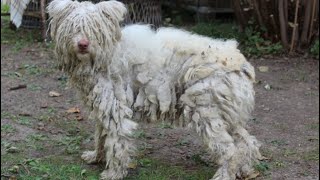 Emotional Dog Grooming Transformation & Lifesaving Story By @groomingstudioleni  Hold Back Tears!