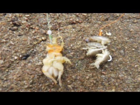Video: Kako se rakovi pustinjaci u moru pare?