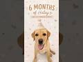 How One Puppy Changed Our Family in 6 months 🤍 #haley #puppy #poellpets