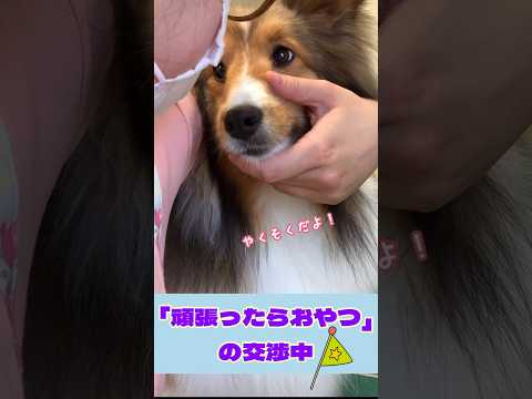 【あゝ昭和❤️の人気犬種】美人シェルティちゃんのドタバタシャンプーに密着#シェットランドシープドッグ #シェルティ#かわいい #癒し