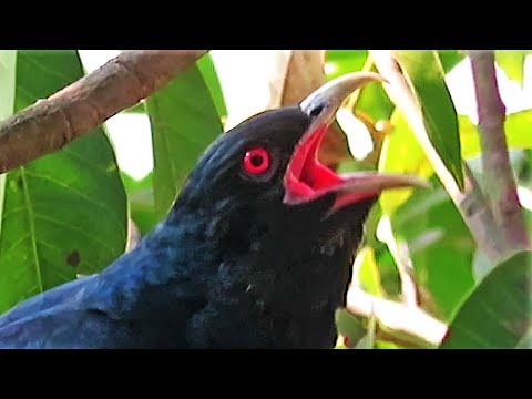 Koel bird singing sound - Cuckoo Song - കുയില്‍നാദം - कोयल की आवाज - Koyal ki awaz