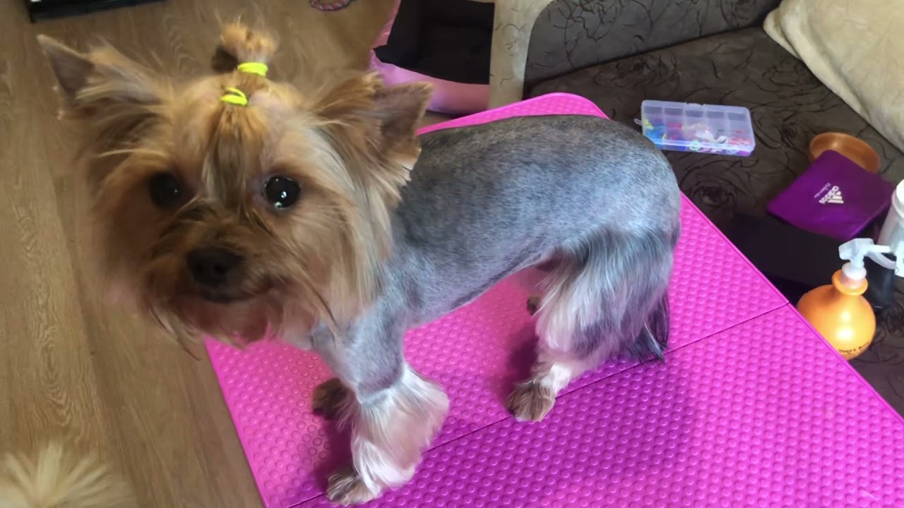 Дог влог, стригу йорка Лору, поездка в сад