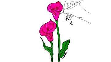 How to Draw Calla Lily flower : Easy  Tutorial Step by step video
