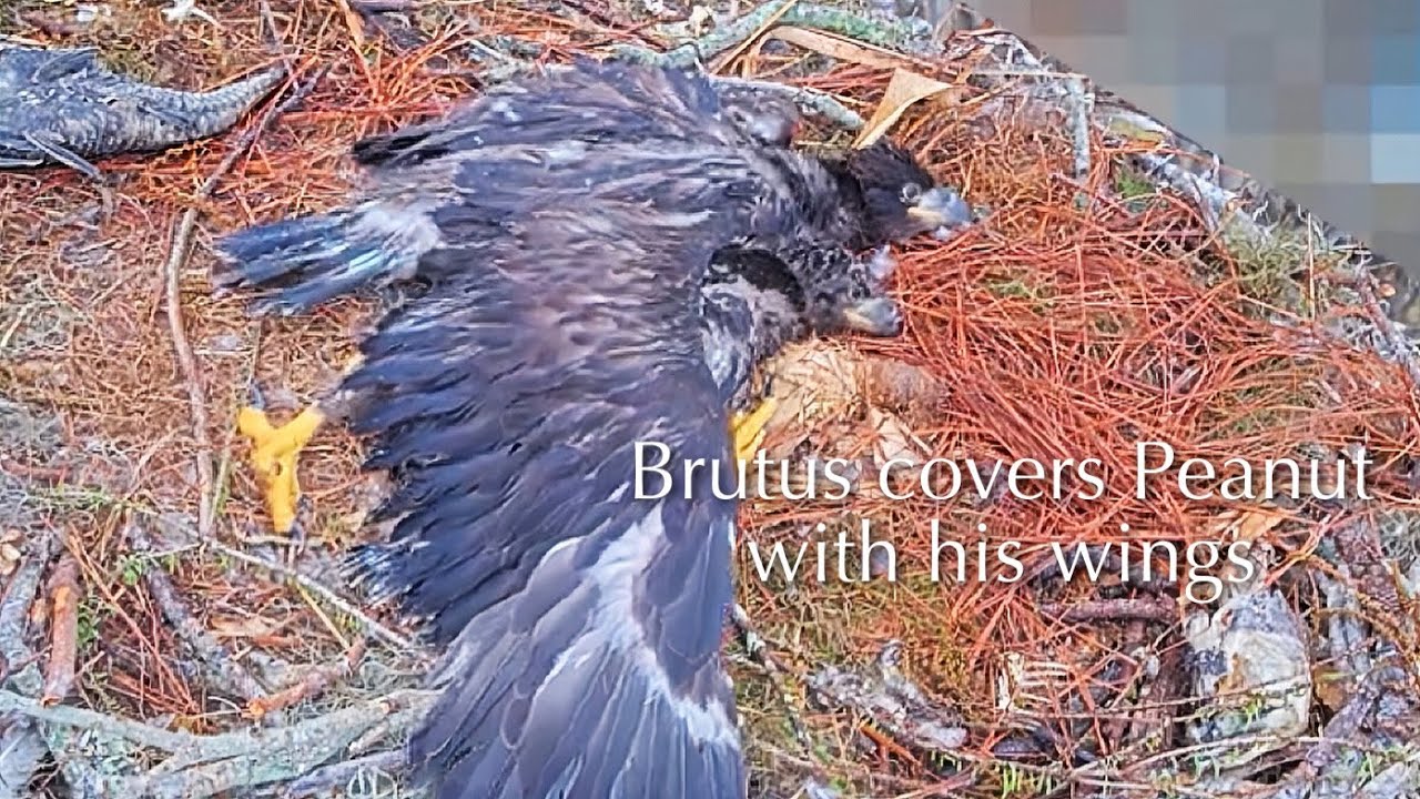 #342🦅Brutus🐥50° & Peanut🐥45°／Winter Park Eagle Nest 2026／Against All Odds:One-Eyed Mom／Wink💗Atlas
