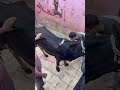 التكيف في سلخانه عنيف جدا أنطلق مجنون هروب العجل الجمسي من العربيه اشرس العجول جاموس نحر تنزيل
