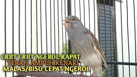 kenari gacor panjang Cuit Cuit EMOSI, Pancingan Kenari Paud Belajar Bunyi, terapi AMPUH Kenari MACET